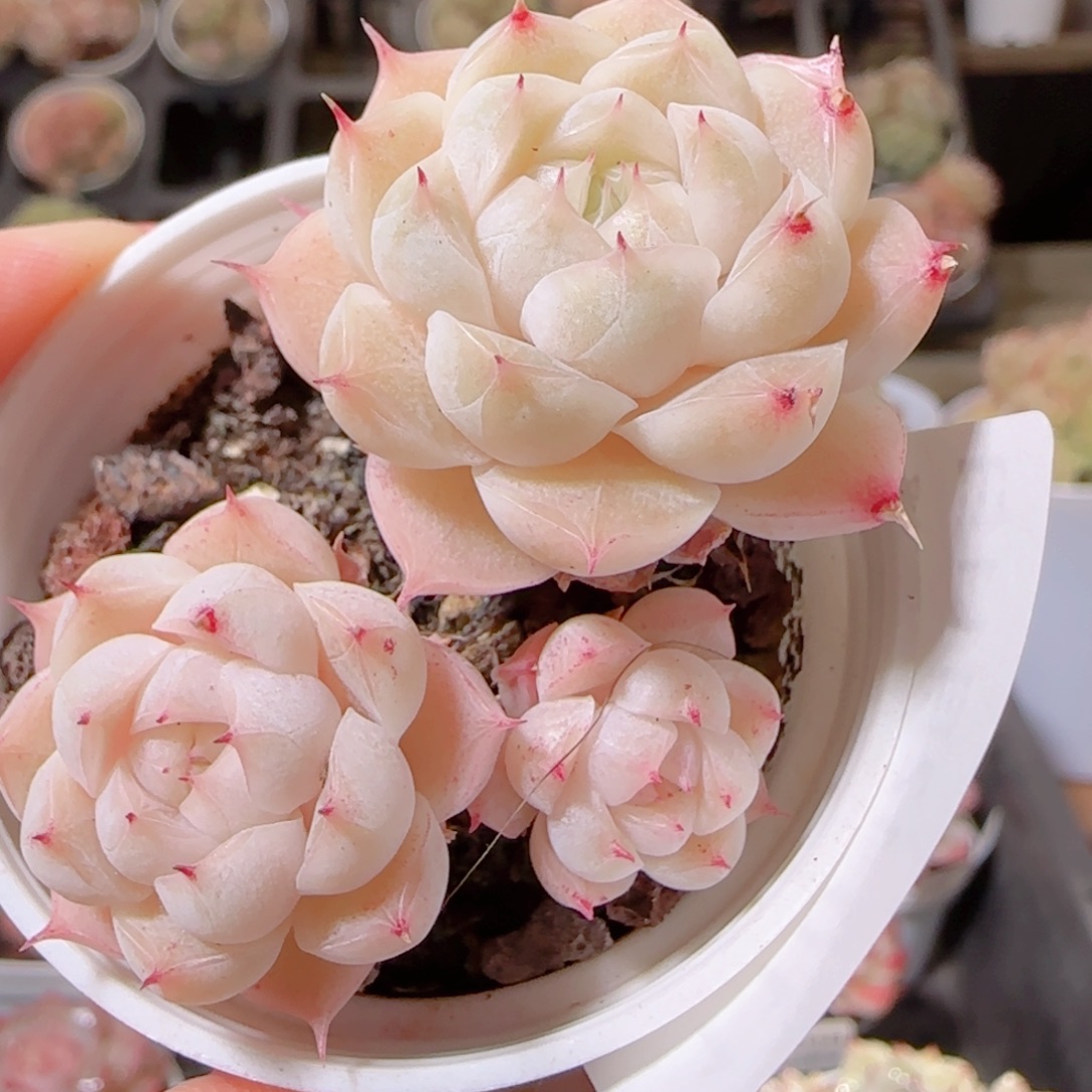 花语多肉1211-110散