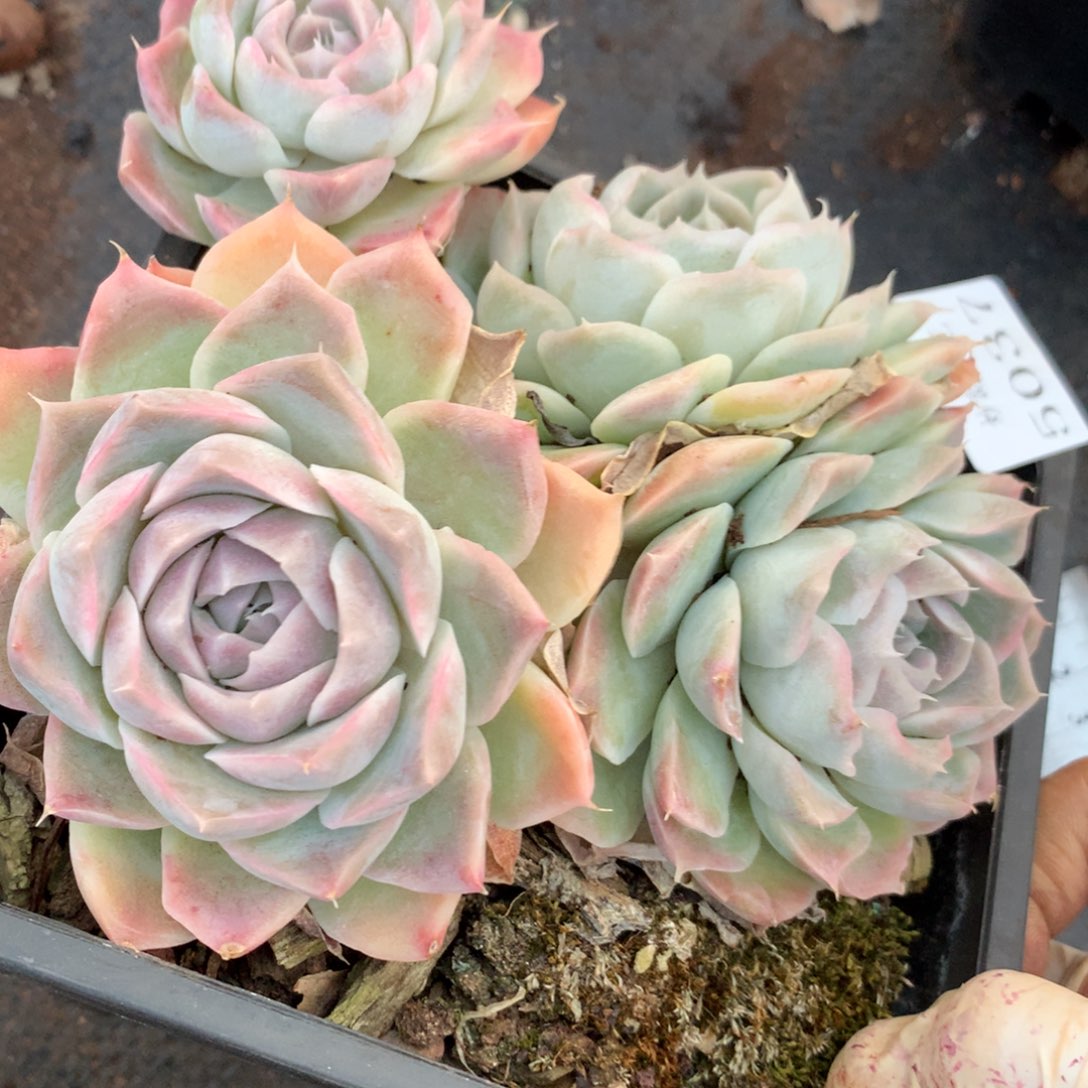 5037杂交精品基地13厘米