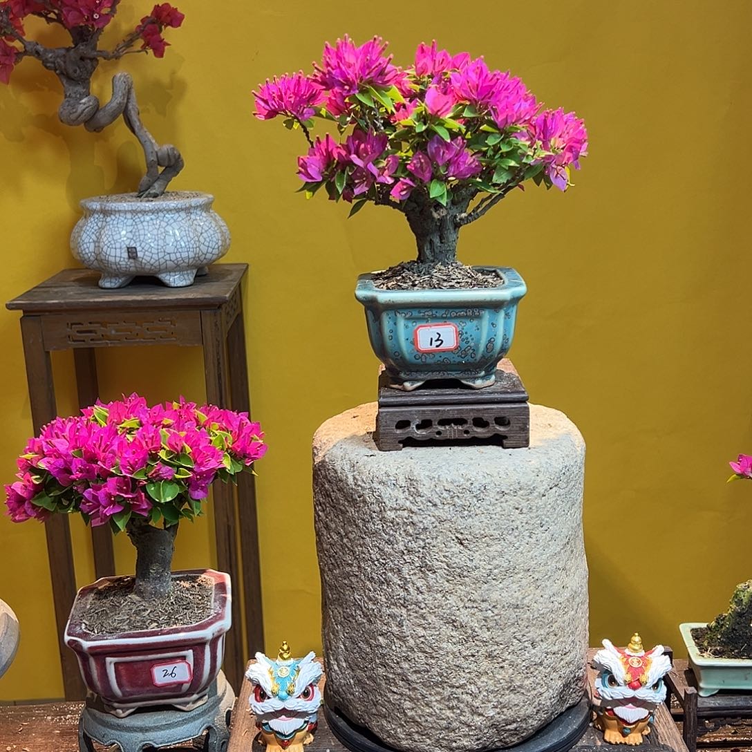 大量花朵（建议范围：8朵-15朵 或40%以上）