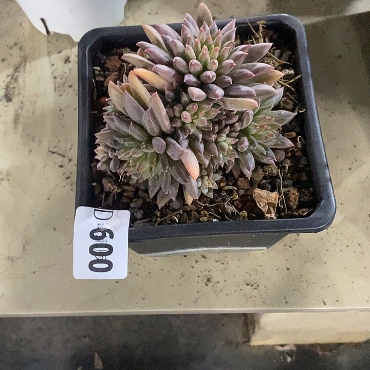 用***5600幻影美人多肉植物多肉