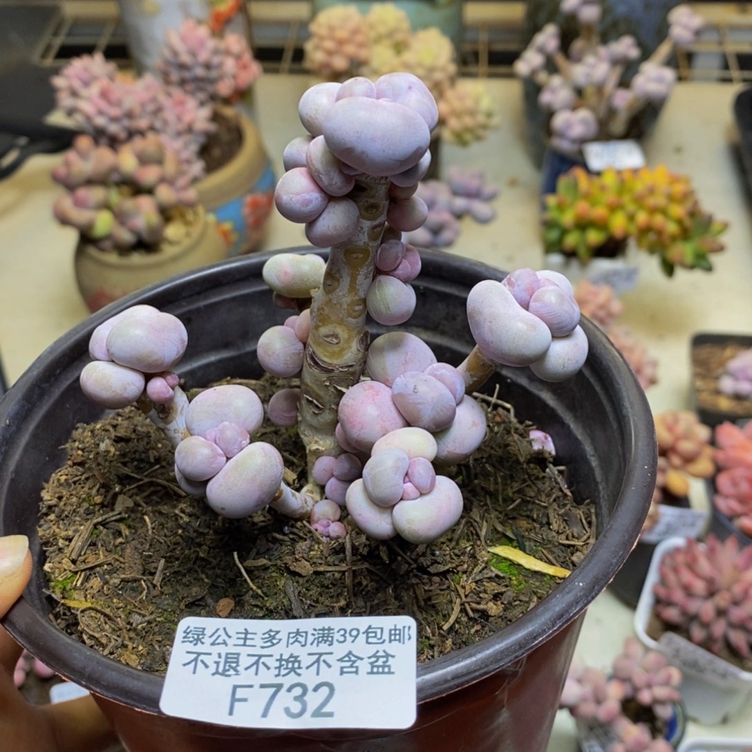 732芭比奶多肉8c m