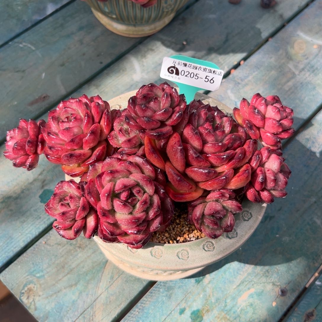 多肉一物一拍0205-56