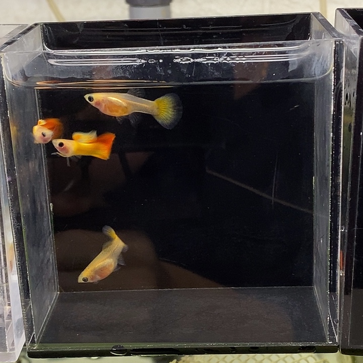 孔雀鱼皇家日落玻璃猫2对