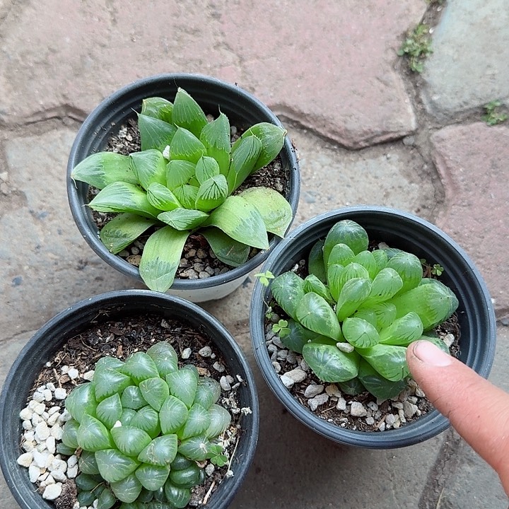 三颗玉露多肉植物