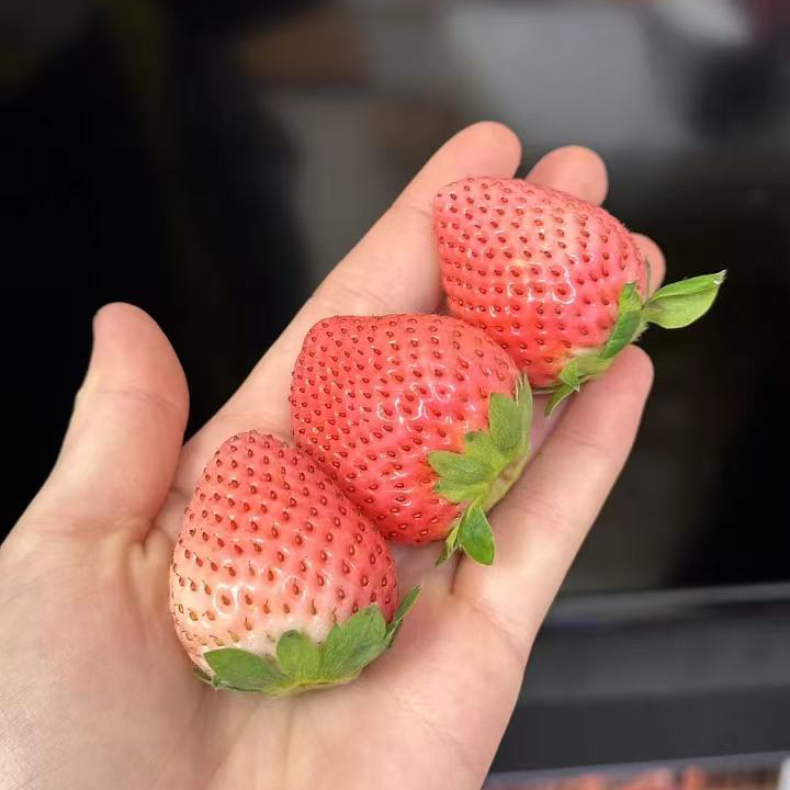 【粉玉草莓】颜值和口感完胜普通草莓，没人能拒绝它！ 口感细腻爽滑，没有一点杂质！ 水蜜桃与菠萝的混合迷人风味