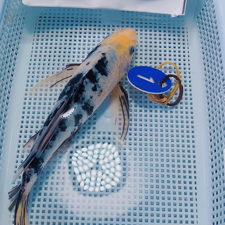 海水鱼锦鲤观赏鱼1