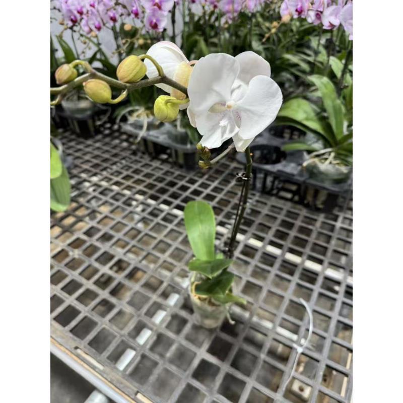 【白花大唇】蝴蝶兰室内精品花卉昆明直发