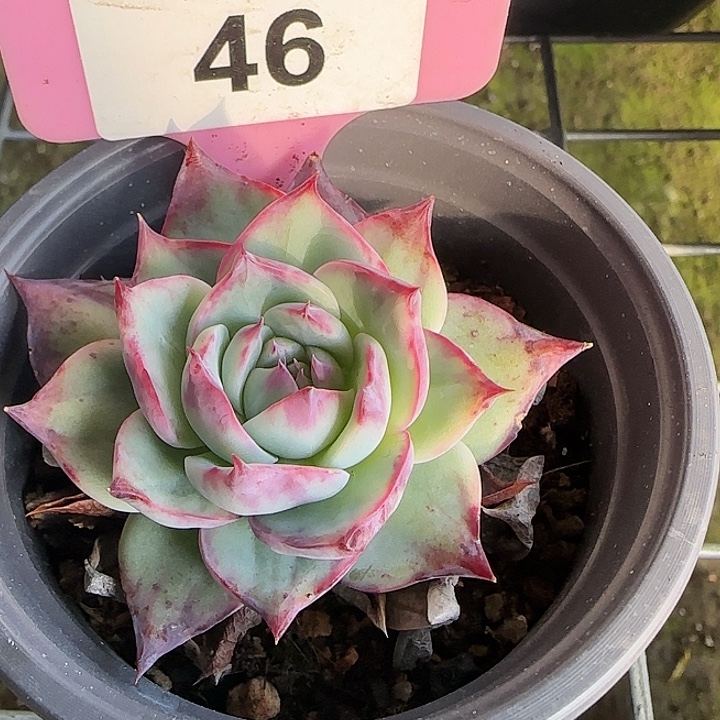 46 惊鸿仙子多肉植物6-9cm