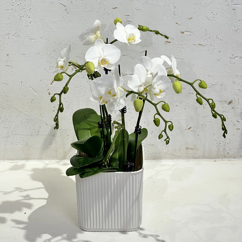阿嫲蝴蝶兰3.0杯带花带花苞室内盆栽花卉绿植兰花四季开花