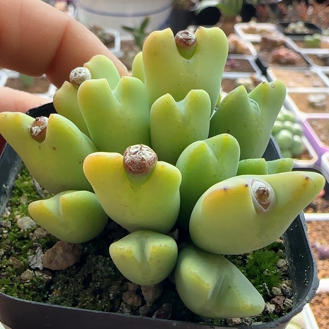 雪*28包邮脱土发货27453