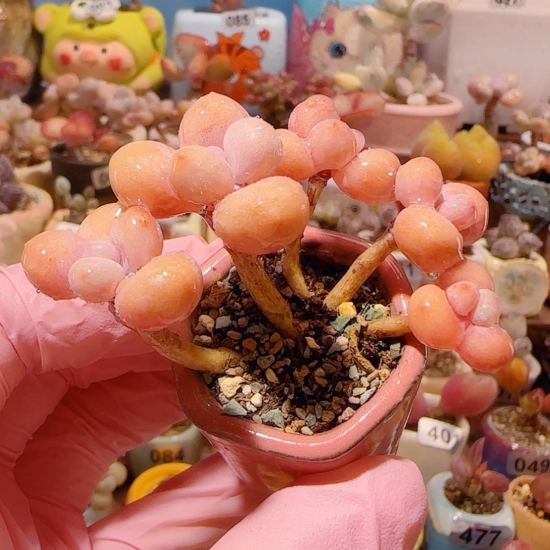 T造型桃蛋盆口2.5cm