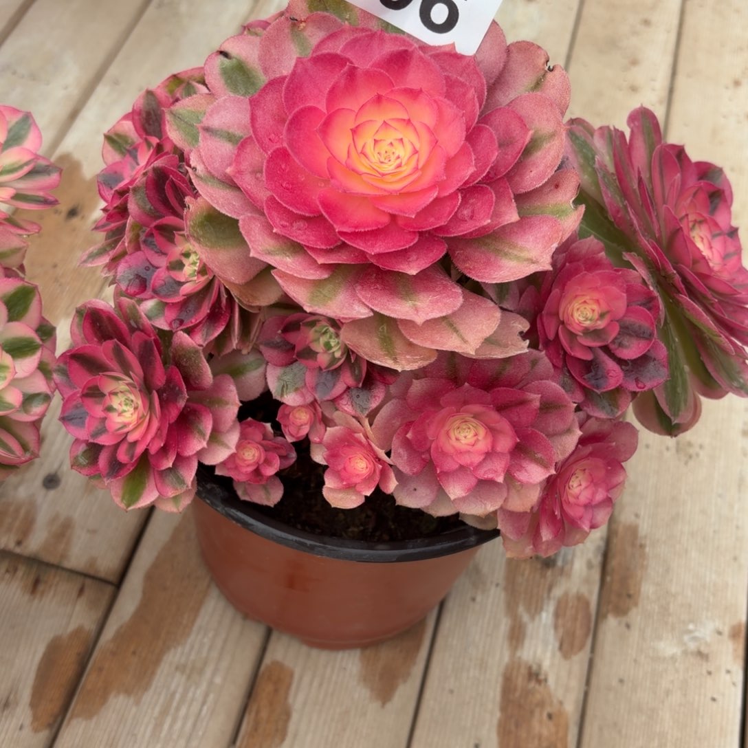 戴***）倾城福利706肉肉肉