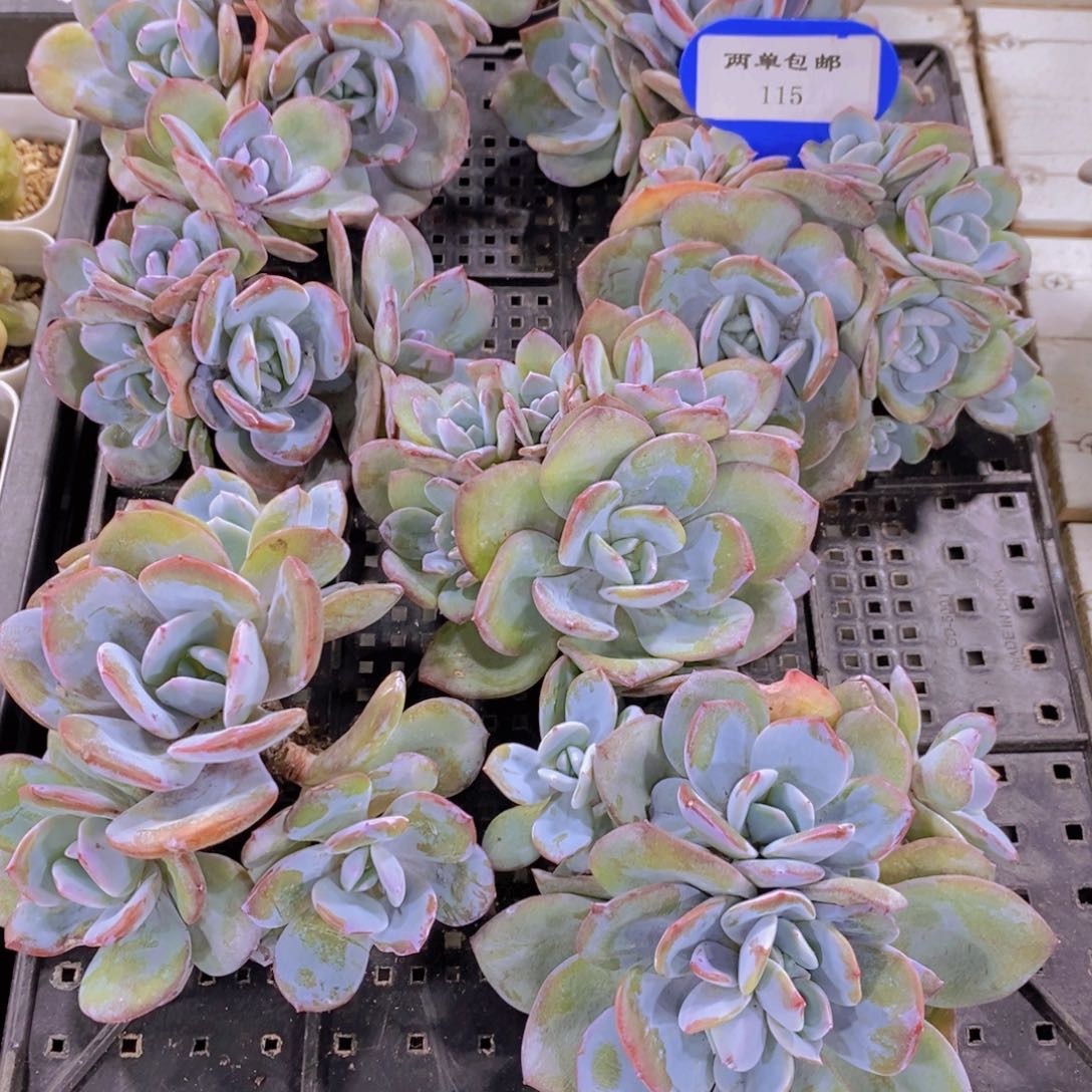 115-精品母本韩版奶茶多头群一个