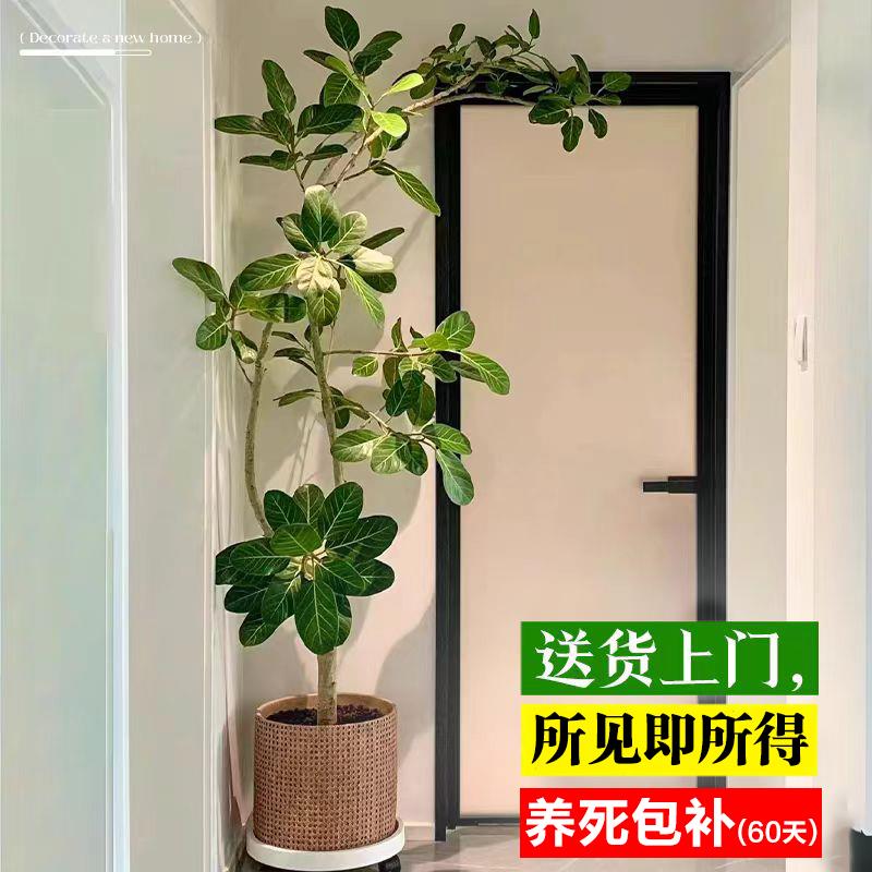 网红孟加拉榕盆栽大型绿植黄金榕高山榕树室内客厅落地橡皮面包树