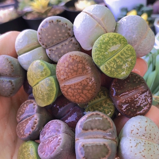 无花朵1352，2厘米以上17颗