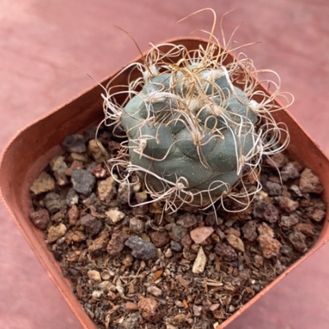 长毛娇丽2仙人球