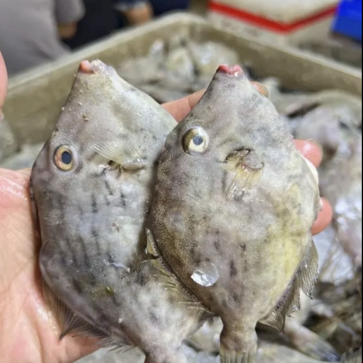 【正圆迪】惠来神泉本港野生网捕小圆迪/剥皮鱼【5盒】不去皮速冻锁鲜