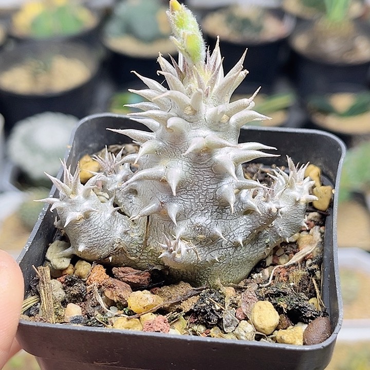 惠比大黑一颗一物一拍