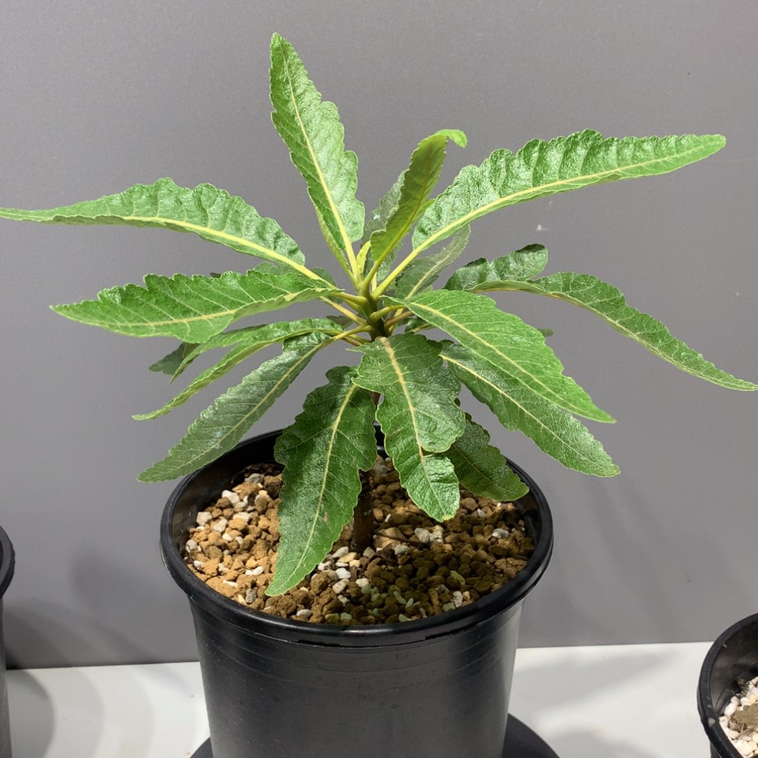 波波乳香高压带盆