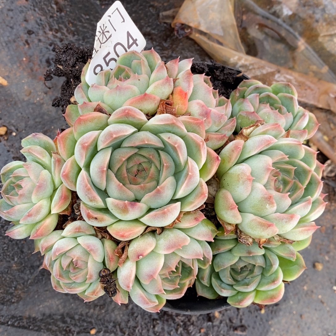 珍妮~8504~13厘米