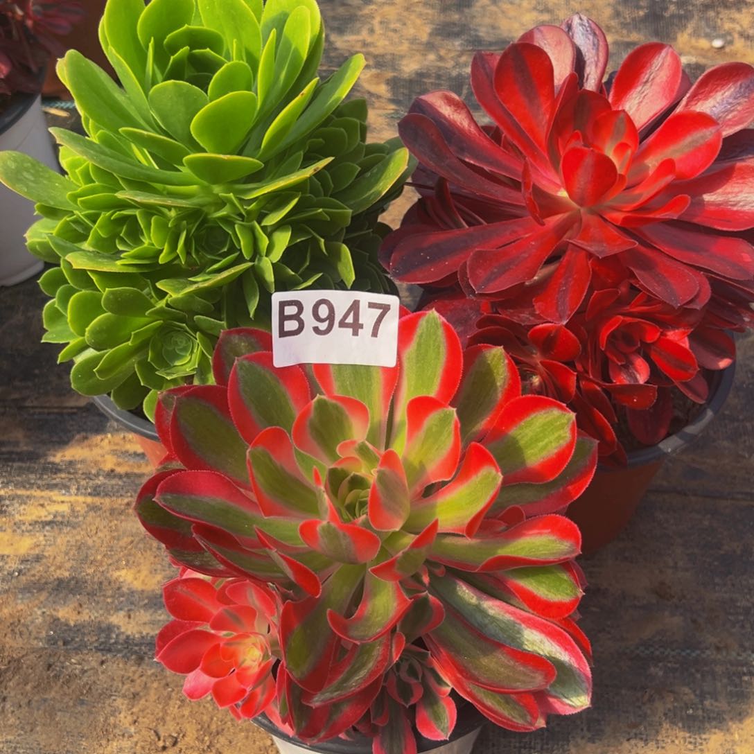 法师多肉植物947