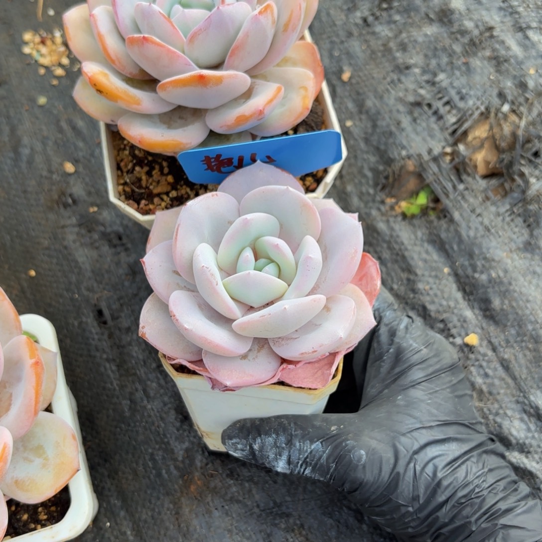 艳***儿哈哈哈哈哈哈哈哈哈哈哈哈哈