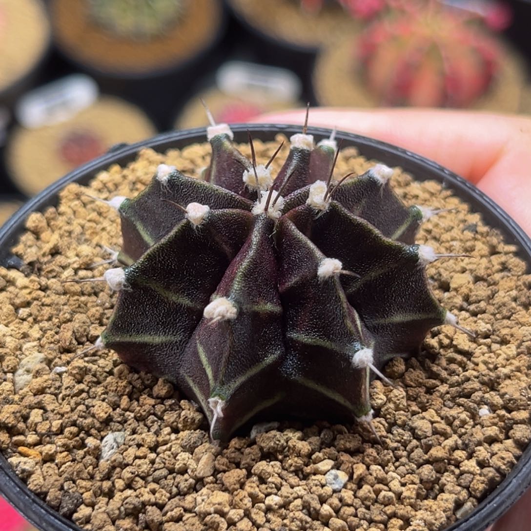 高绒黑斑马 米哈仙人球