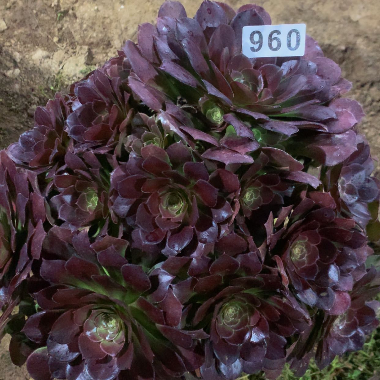 【闪购商品】960荷兰多肉