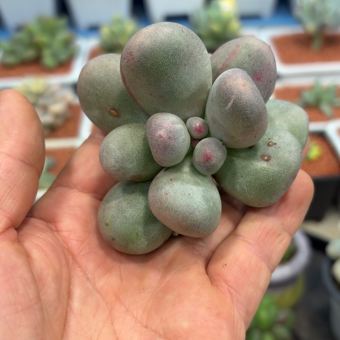 笙***默多肉植物米可奶石化