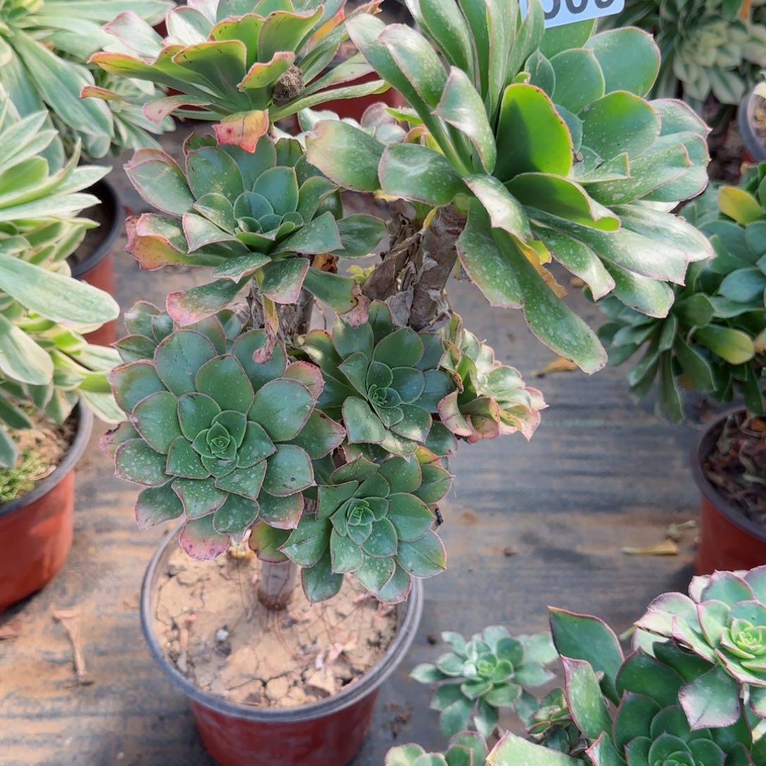 绿玫瑰多肉509满28包邮断枝不包