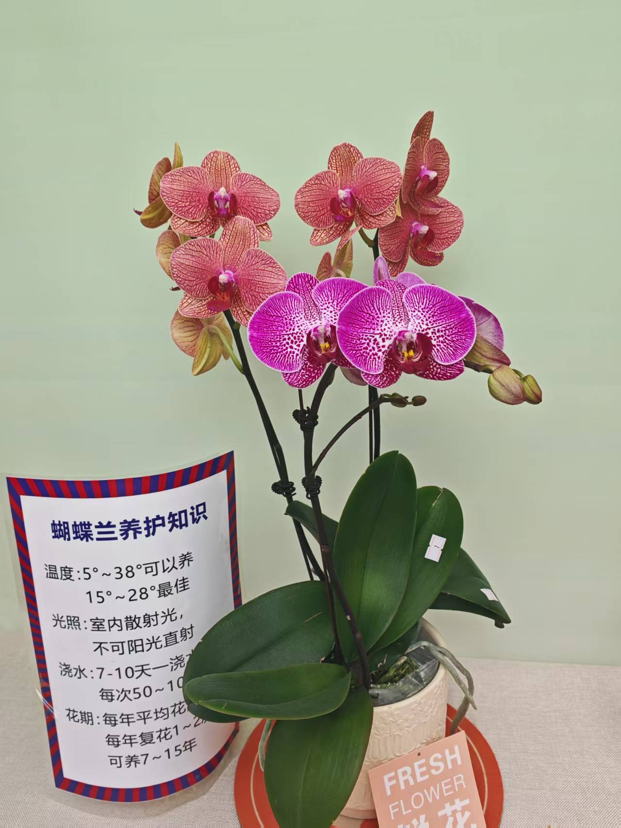 【金秋+星光】蝴蝶兰 紫色大花型 四季花 室内花精品 源头基地直