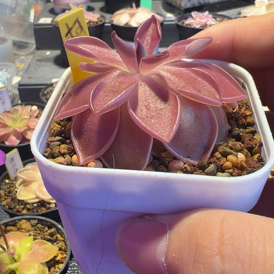 阿***觉捕虫堇脱土发kb88095