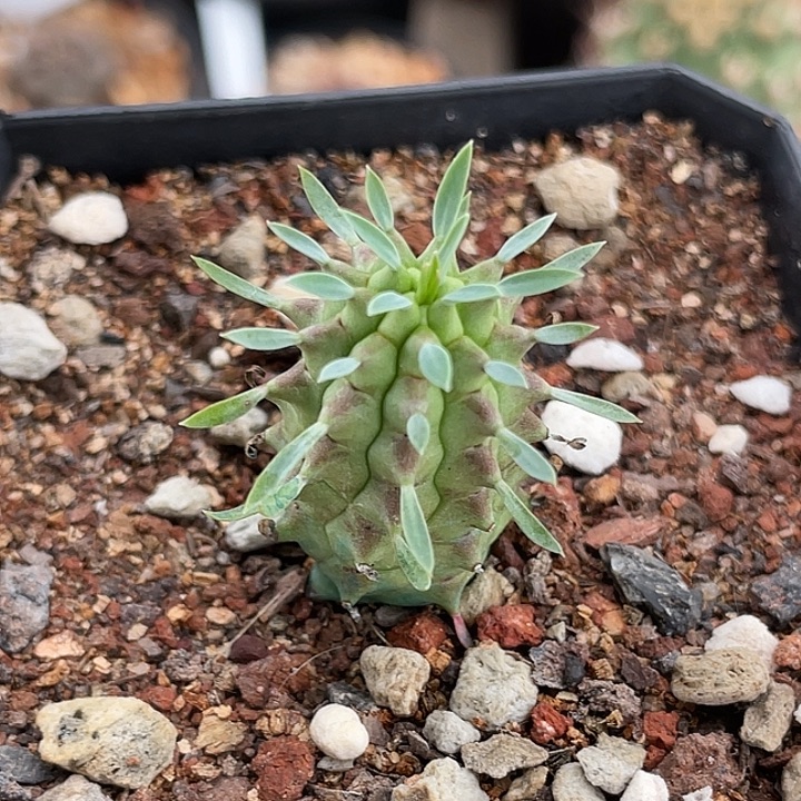 群星冠实生仙人球