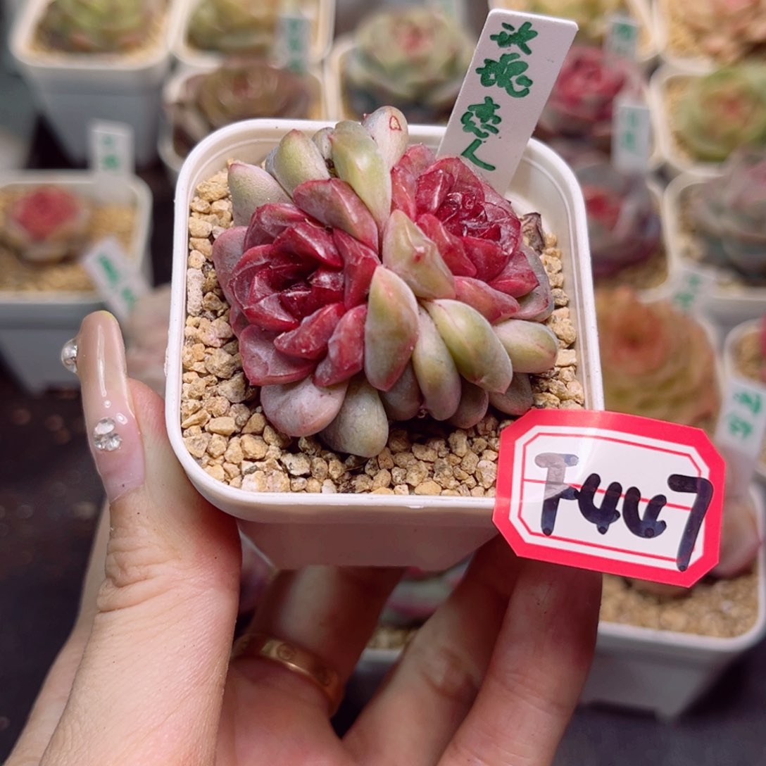 雨**合F447 玫瑰恋人一物一拍