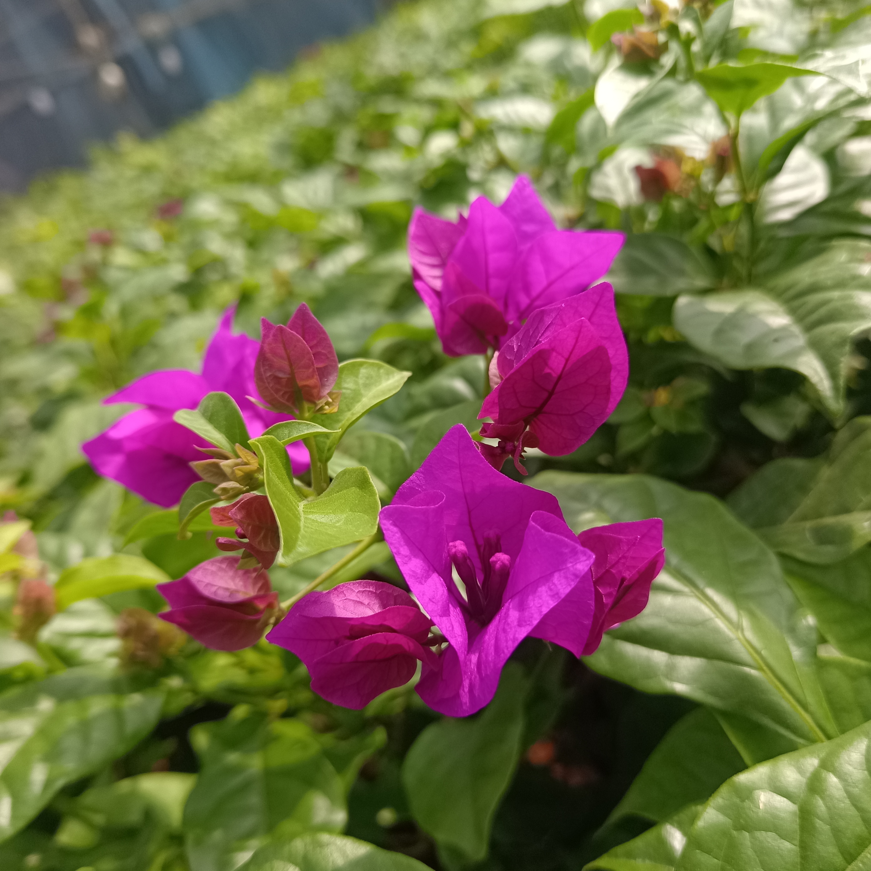 【润绿】三角梅 （云南紫）包对版 勤花品种