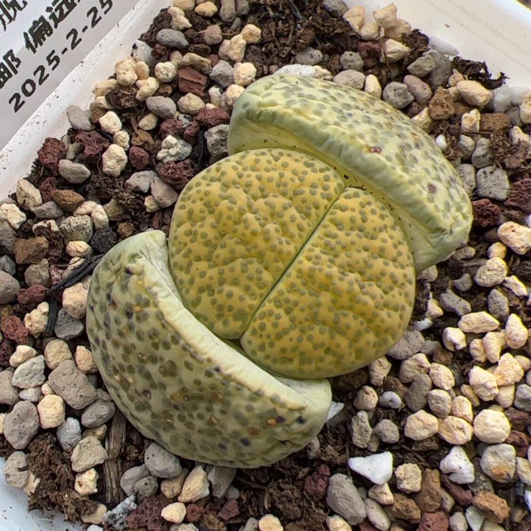 0347号黄微文多肉植物