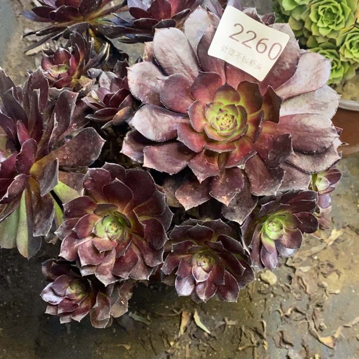 黑美人多肉断头不包2260