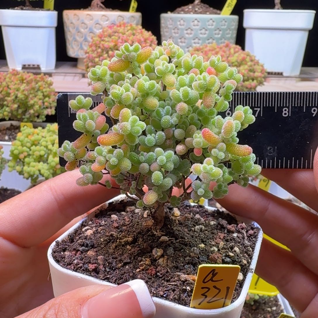 a321后橘子糖冠服6.5厘米左右