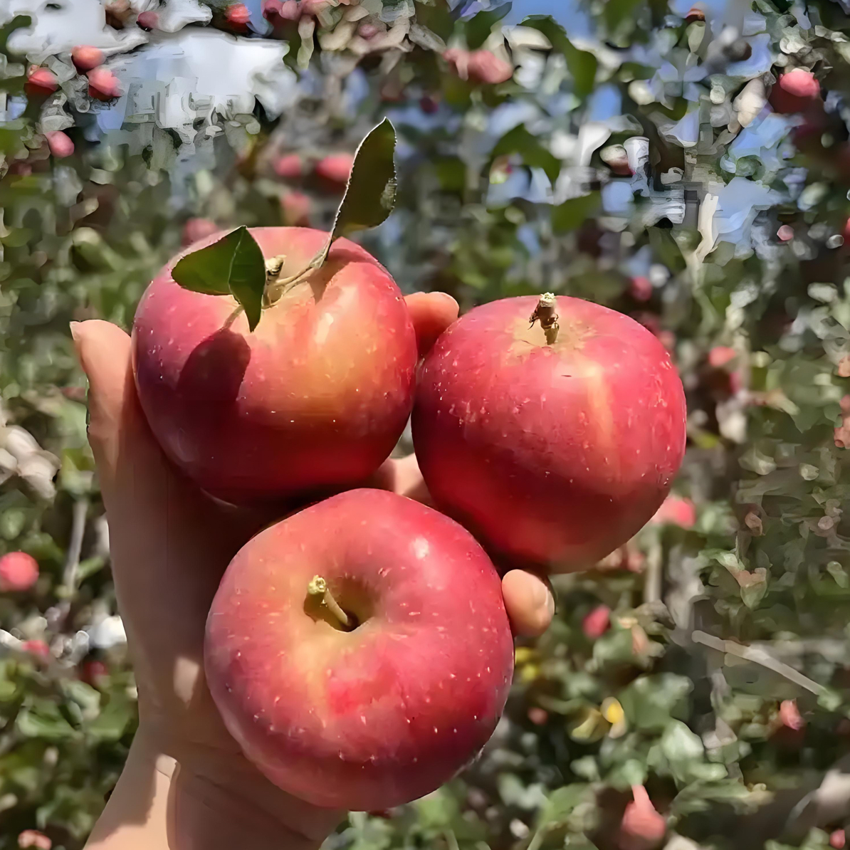 【主播专属】云南昭通早熟丑苹果【新鲜采摘】【脆甜多汁】2斤/5斤