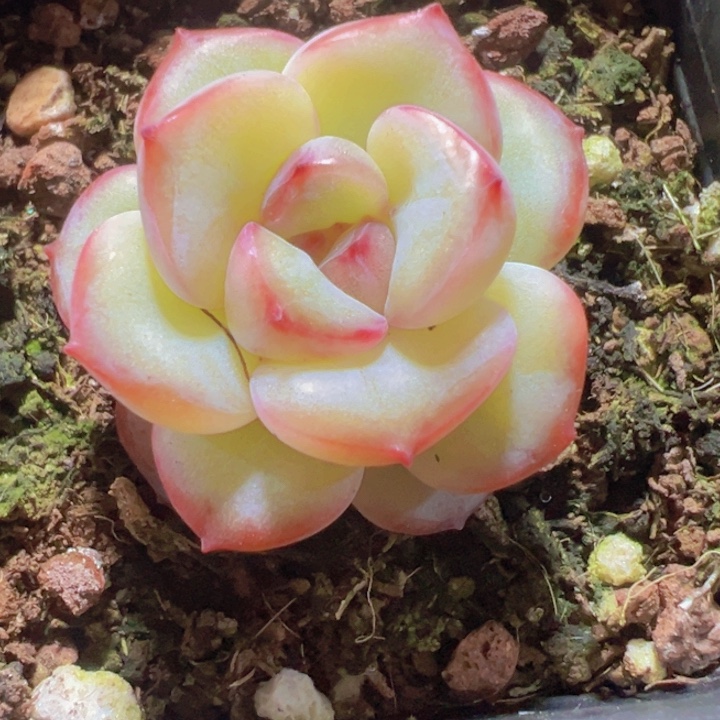 泡芙石化多肉植物大战