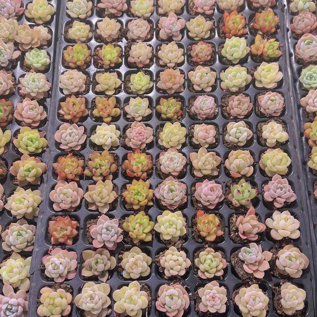 直播一物一拍多肉314