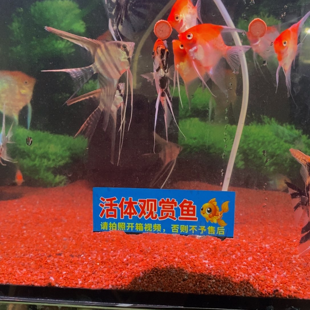 神仙鱼四条熊猫两条蓝魔