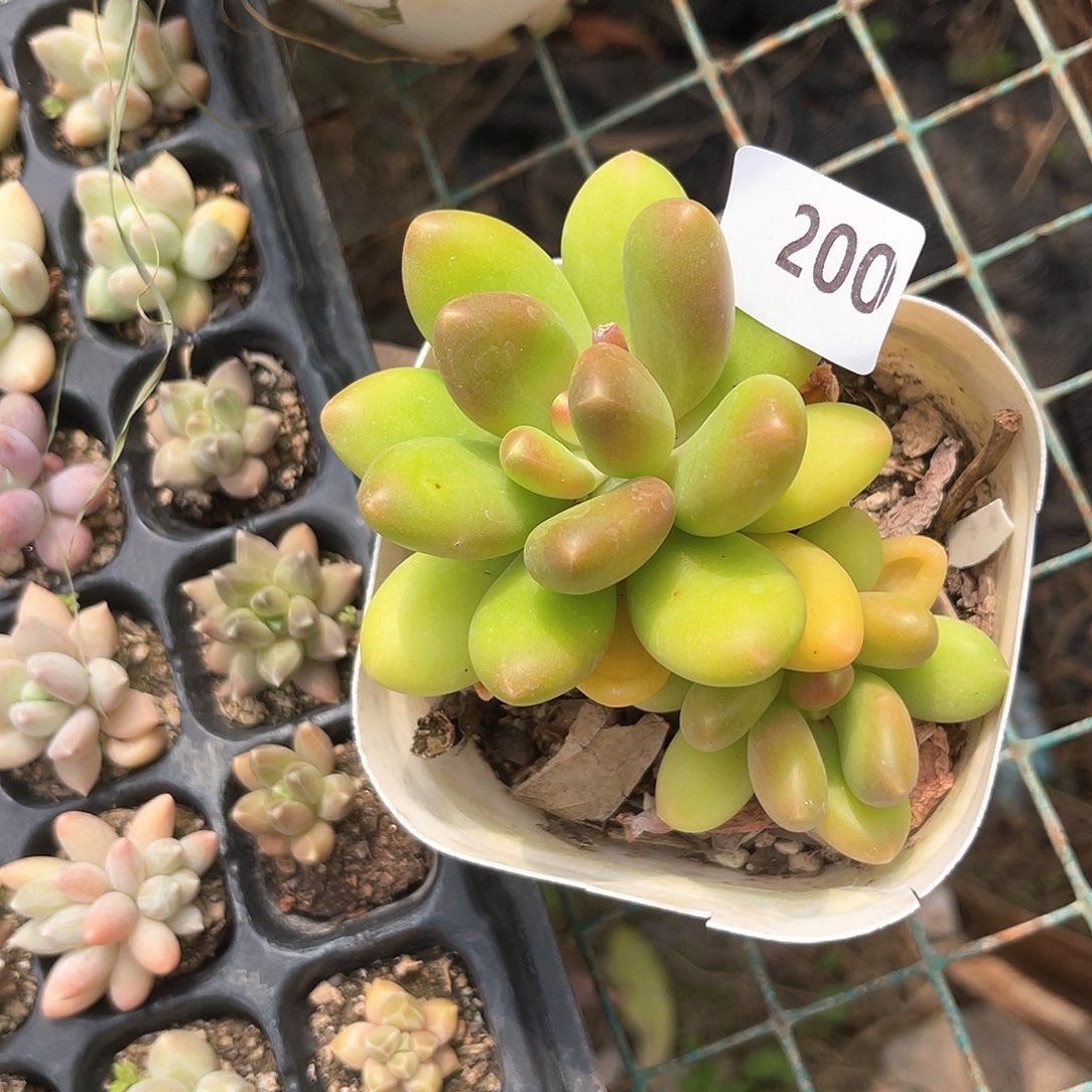 芒果奶。  200。  11-11111-11