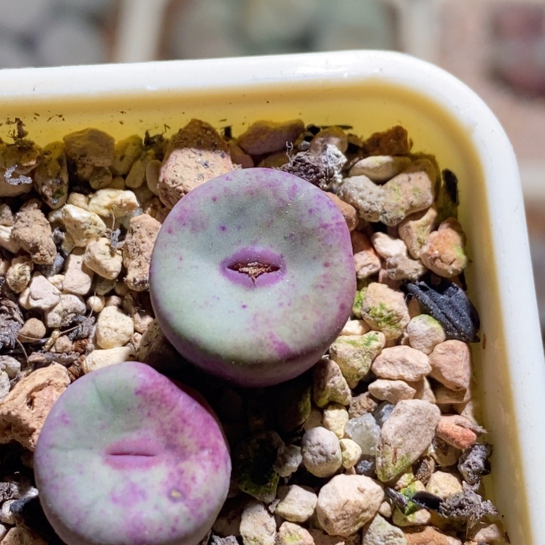 安***7贝特芬红嘴贝特芬红嘴