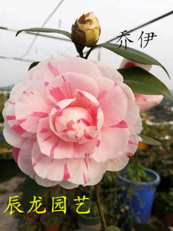 福建龙岩多色系经典品种乔伊山茶花
