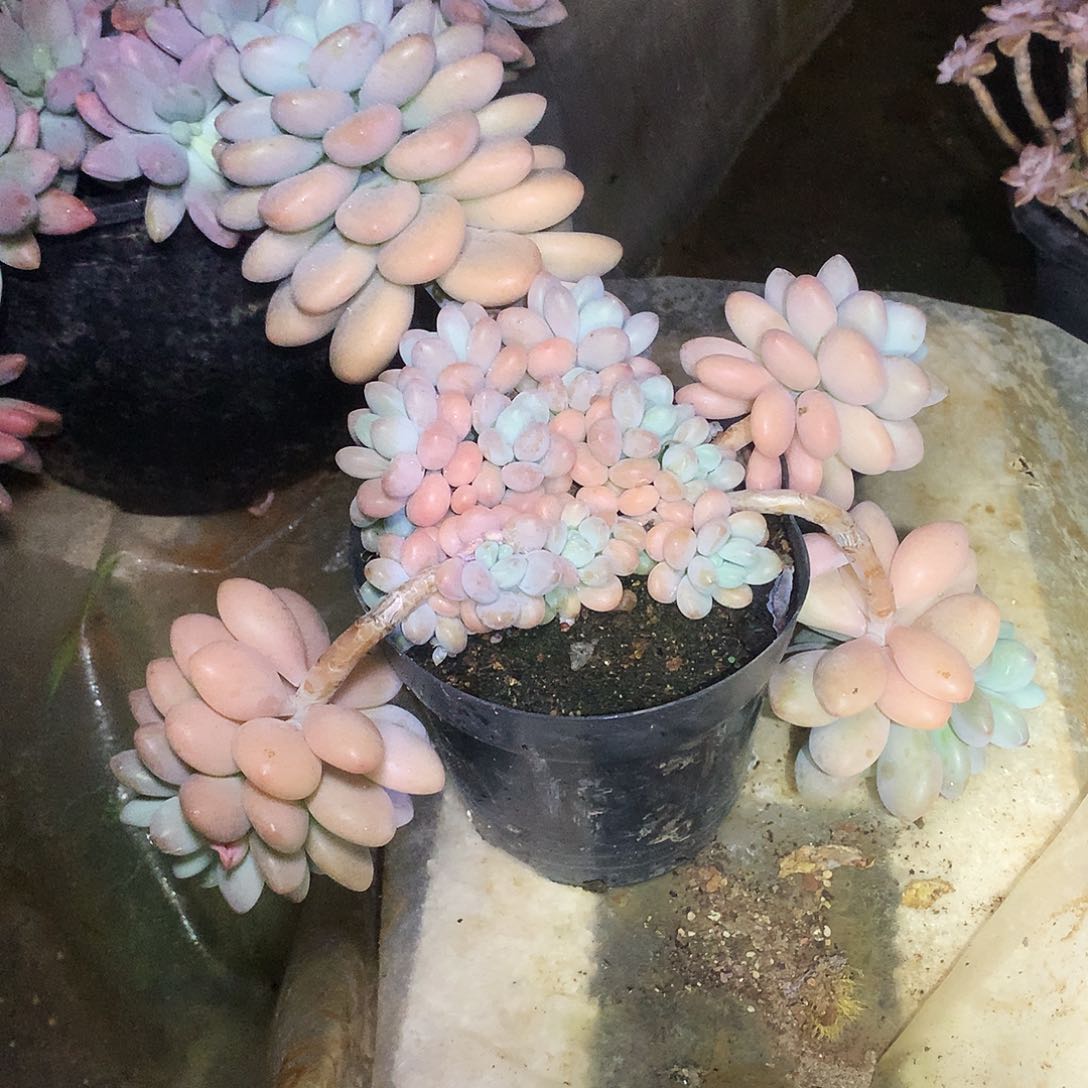 洛神一物一拍6.109