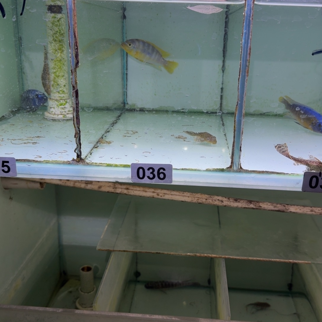 .***。慈鲷鱼36号欧若拉9