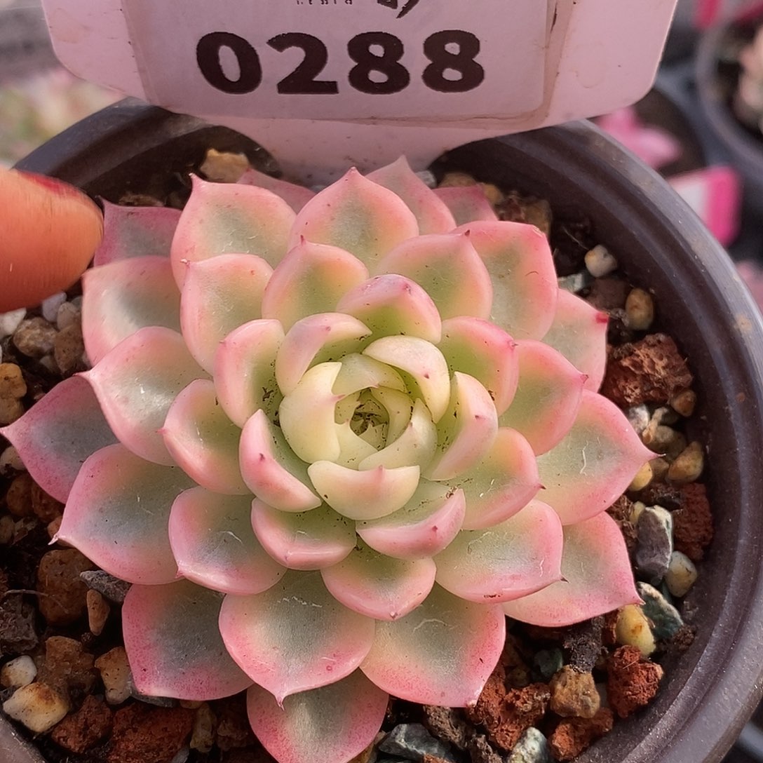 288纱罗姬杂头盖哈哈哈哈