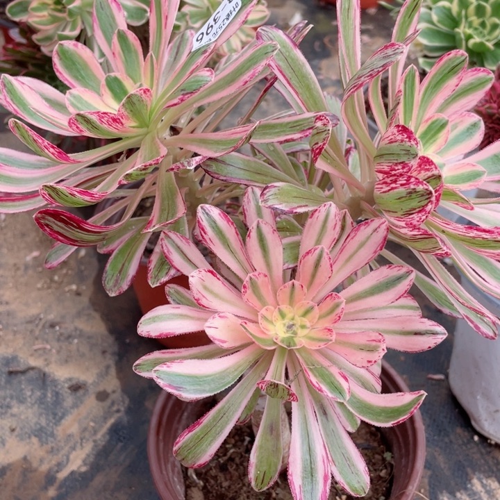 396围巾多肉12345678