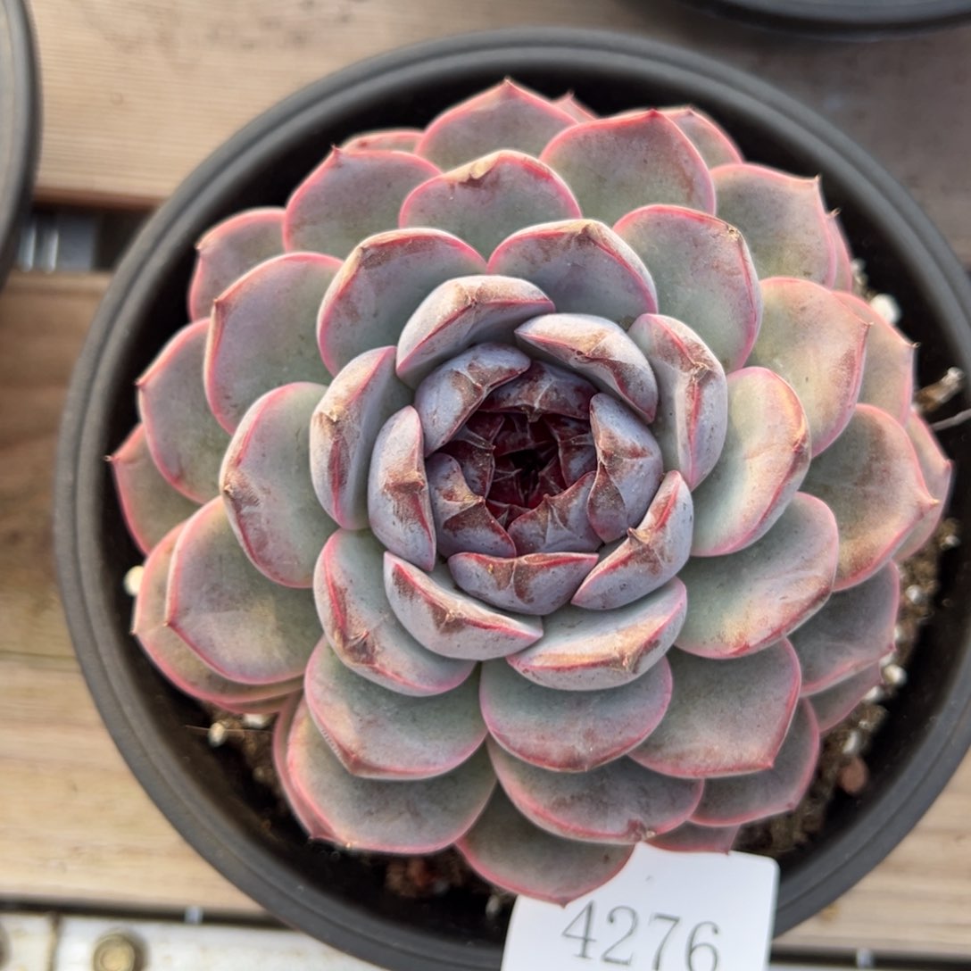 沐*4276肉肉肉肉肉肉